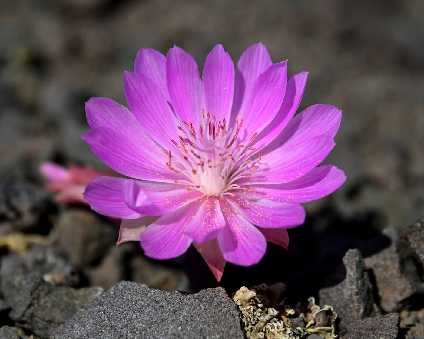 A single bright pink flower with many narrow petals and a pale center, open close to the ground among dark gray stones and a patch of yellow lichen. The ground behind it is out of focus.