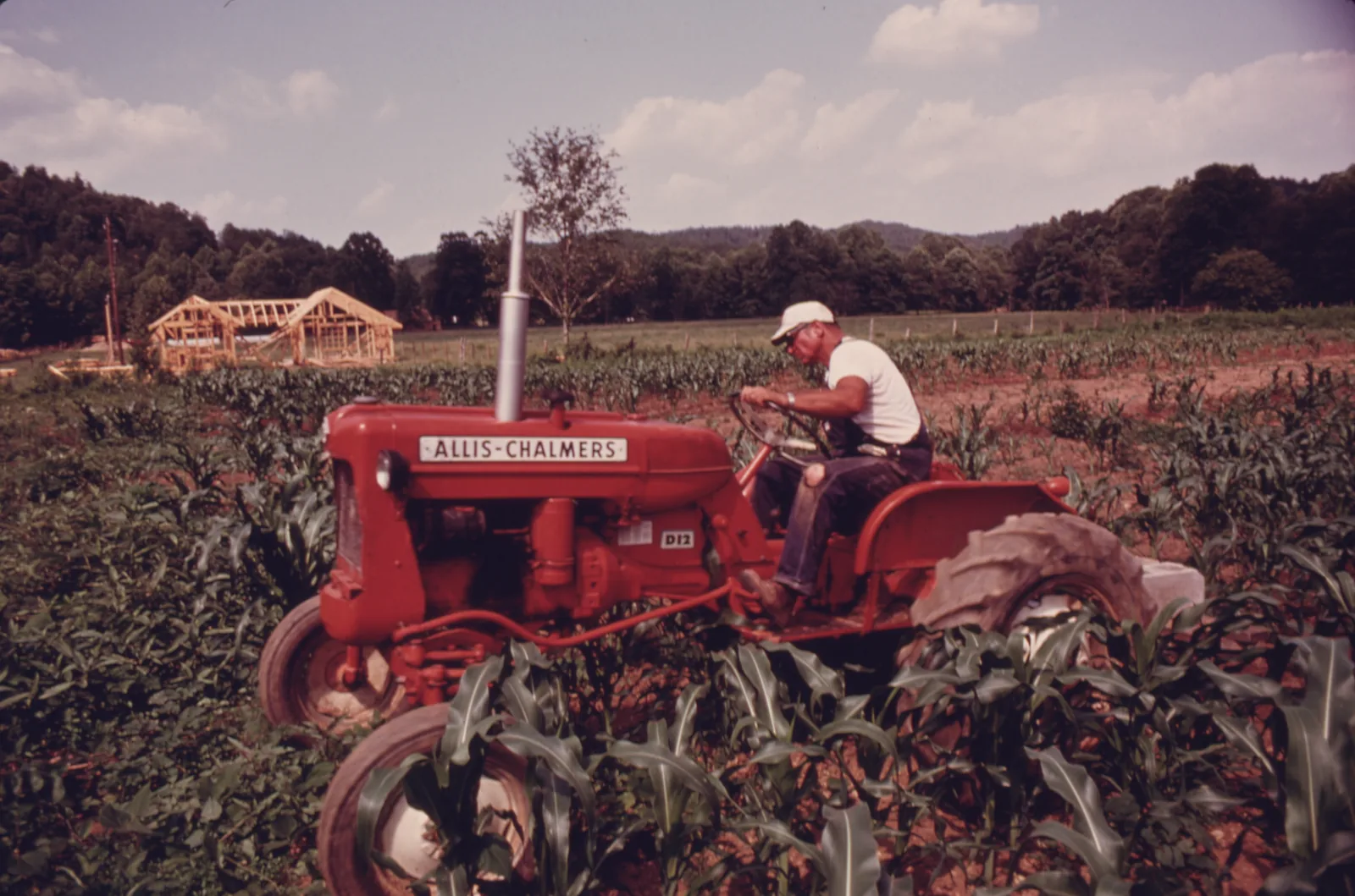 A man in a white cap drives a red Allis-Chalmers tractor through a small plot of young corn, with wooded hills and a half-built stable behind.